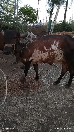 ગાય ના સાટા કરવા છે