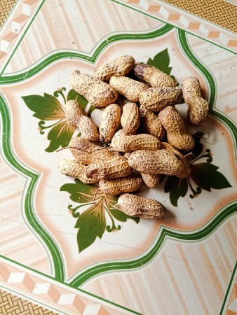 બિયારણ  
જીવીસ માંડવી