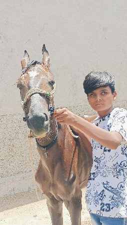 આ ઘોડો વેચવાનો છે સાટો પણ કરવાનું
