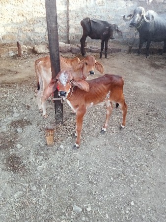 બેગાયુવેસવાનીસેવીયાણલ