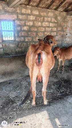 વેચવાની છે