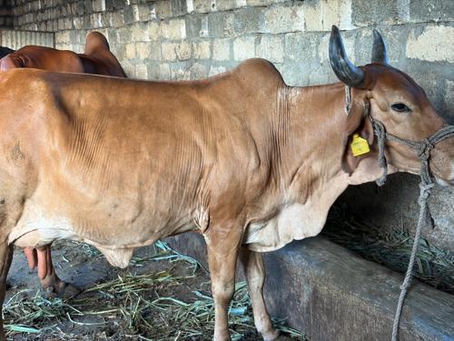 ગયો વેચવાની છે