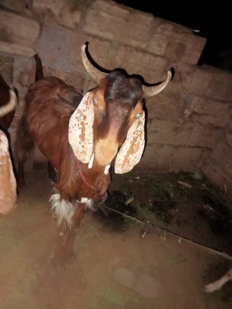 બોકડો