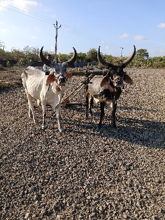 વઢીયારા વાસડા વેચવાના છે