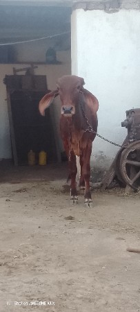 ગાય વેચવાની છે