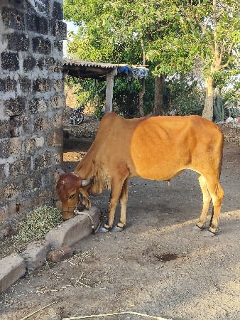 બળદ વેચવાના છે