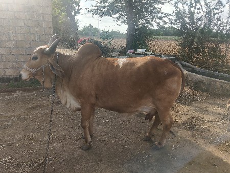 vechvani se