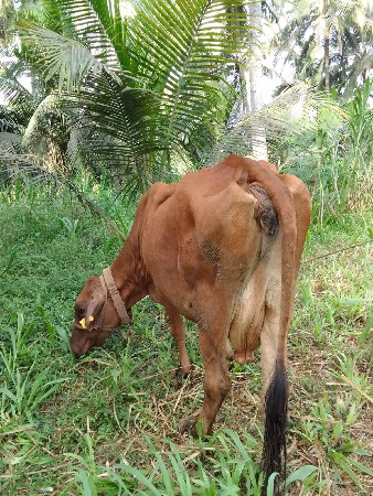 ગાય વેચવાની છે