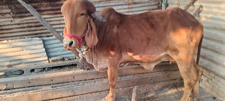 ગીર ગાય ૨ જુ વેતર