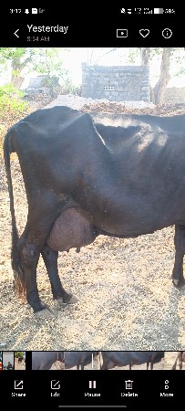 ગાય