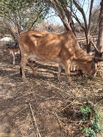 ગાય વેચવાની છે