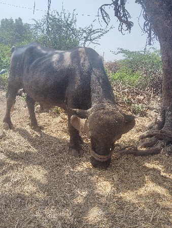 પાડો વેચવાનો છે.