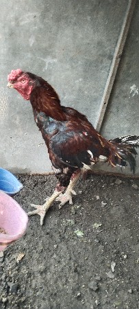 અસીલ મુરઘો