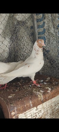 કબૂતર વેચવાના છે