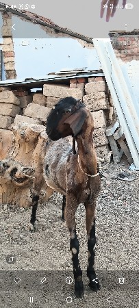 પાઠડી છે સાત મહીના ની છે