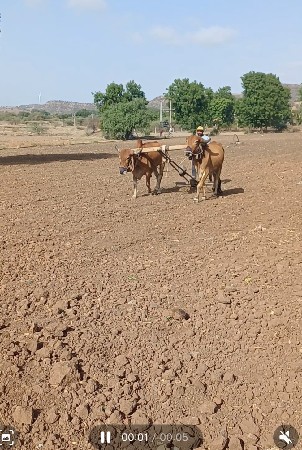 બળદ