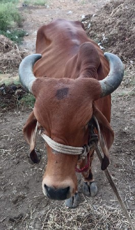 નાથાભાઈ