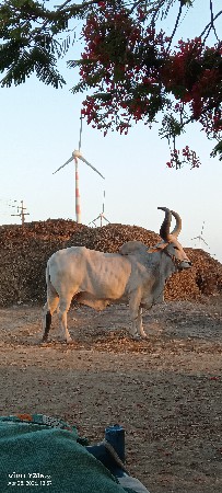 બળદ વેસવાનો છે 9913690535