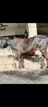 બે ગાય વેસવાની ત્રીજા વેતર આંઠ