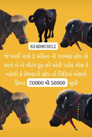 ગાભણી ખડેલી ભેંસ ખરીદવા ની છે