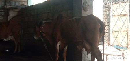 બે ગયો વેચવાની છે દેશી ગીર