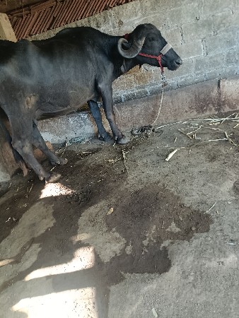 બે ભેંસ વેચવાની છે