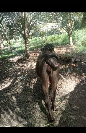 કિંમતમાં લાંબુ ફેરફાર નહીં થાય