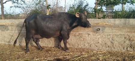 વેચવાની
