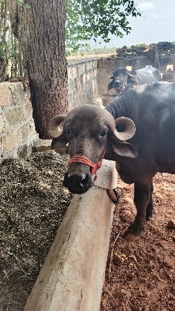 ખાડેલું વેચવાનું છે