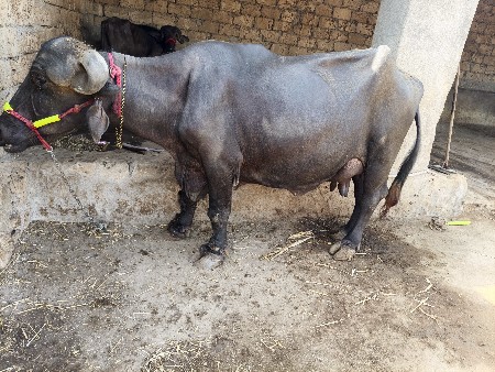 9 લિટર દૂધ મહિના દિવસ બીજું વેતર