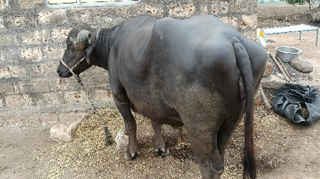 khadeli vechvani che