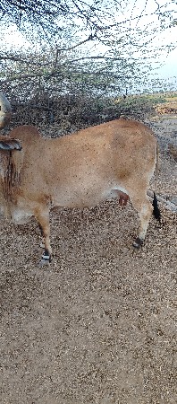 વેશવાનીછે