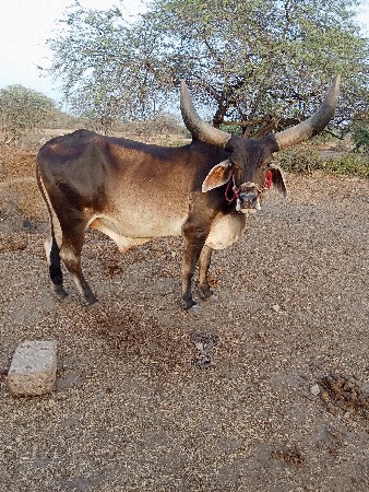 બડદ વેચવાનો છે