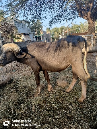 લેવા વાળા ફોન કરે