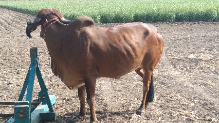 હોઙકી વૈસવાની છે