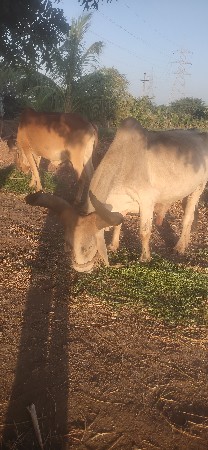 બળદ