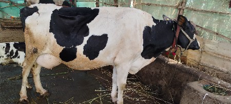 એસેફ ગાય વેસવાની સે