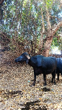 ફુલ જવાબદારી થી વેચવાની છે