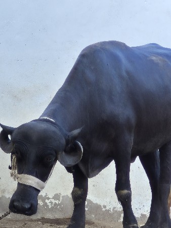 પેલી વેતર ખડી