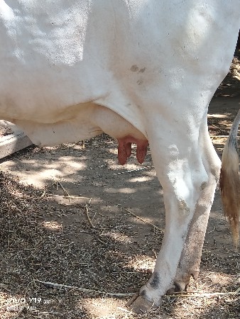ગાય વેચવાની છે