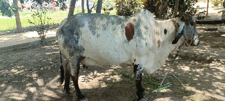 gay vechvani se