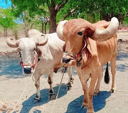દેશી બડદ વેંચવાના છે
