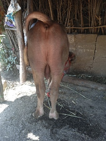 પાડો વેચવાનો છે