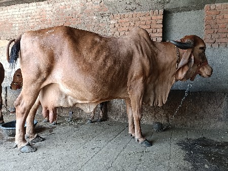 ઓરીજનલ ગીર ગાય વેચવાની છે.