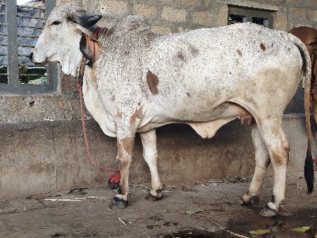 કાબરી હોડકી વેસવાની છે