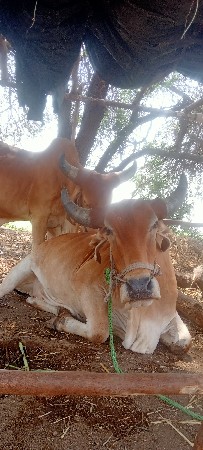 બળદ વેચવાના છે
