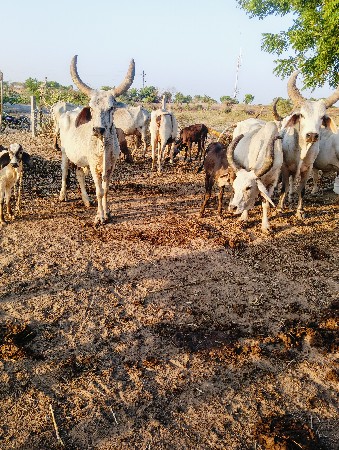બેકાકરેજગાયવેસવાનીસે