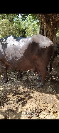 ભેંસ વેચવાની છે