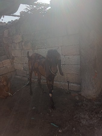 વાઘેલા વિજય ભાઈ
