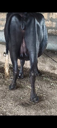 પેલા વેતર ની ખણેલી વેચવાની છે